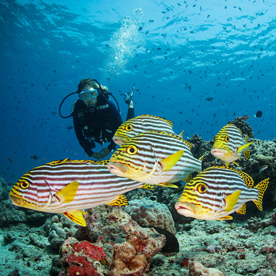 马尔代夫伦格里岛康莱德酒店荣获PADI生态中心认证  表彰其在海洋保护方面的卓越表现