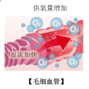 花王揭示了人体皮肤中血液循环促进表皮细胞代谢活性的机制
